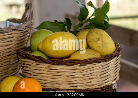 Einen Weidenkorb frische gelbe Zitronen, Sorrento, Italien. Stockfoto
