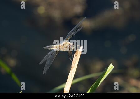 Libelle auf einem Blatt, Makrofotografie Stockfoto