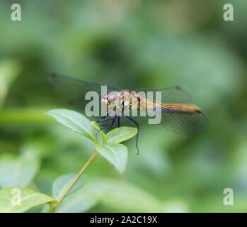 Libelle auf einem Blatt, Makrofotografie Stockfoto