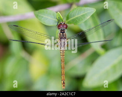 Libelle auf einem Blatt, Makrofotografie Stockfoto