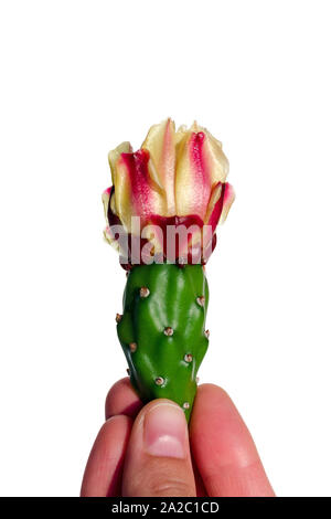 Opuntia Kakteen Blume in der Hand. Auf weissem Hintergrund. Zeitgenössische Kunst Minimal Design Stockfoto