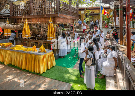 Die Buddhisten legen Angebot an der berühmten Bodhibaum in Gangaramaya Tempel in Colombo, der Hauptstadt Sri Lankas. Stockfoto