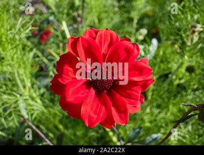 Atemberaubende Scarlet Rot Dahlia (Bischof von Llandaff) Blüte an einem sonnigen Tag. Stockfoto