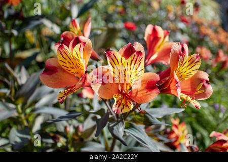 Erstaunlich lebhafte und bunte Peruanischen Lily (alstroemeria) Blumen an einem sonnigen Tag. Stockfoto