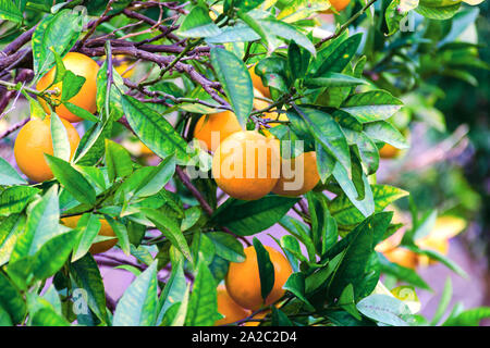 Reifen Orangen oder Mandarinen hängen an den Bäumen. Zitrusfrucht Wachsen Stockfoto
