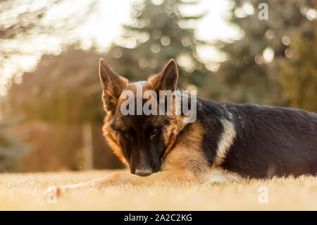 Eine wunderschöne junior Deutscher Schäferhund in einem Hinterhof auf einen Herbst Tag ausruhen. Stockfoto