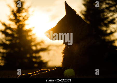 Beleuchtetes Foto wunderschöne junior Deutscher Schäferhund in einem Hinterhof auf einen Herbst Tag ausruhen. Stockfoto