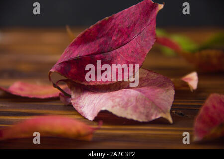 Herbst bunte Blätter auf einem hölzernen Hintergrund Stockfoto