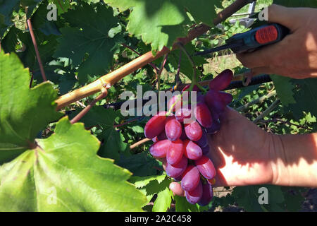 Weinlese - Farmer's Hände, ein Bündel von reifen Trauben von der Rebe an einem sonnigen Tag Stockfoto