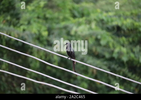 Das Haar - crested Drongo oder ein Vogel in Asien aus der Familie der mit Dicruridae Dicrurus bracteatus oder Spangled Drongo, in der er Artgenossen war Stockfoto