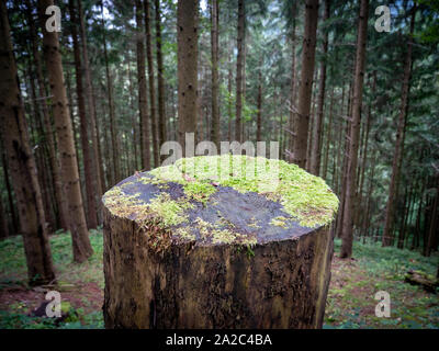 Eine abgesägte Baumstamm in Moss in einem Kiefernwald bedeckt an einem feuchten Herbst Tag im Schwarzwald Deutschland Stockfoto