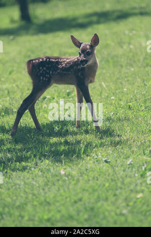 Nette junge Wilde Rehe Stockfoto