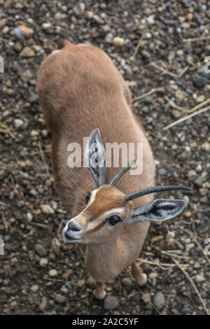 Baby gazelle Schau mich an Stockfoto