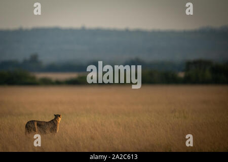 Cheetah scans Savannah in Richtung der Linie der Bäume Stockfoto