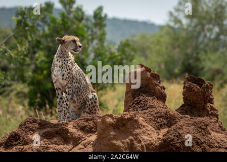Cheetah sitzt auf termite Damm in Bäume Stockfoto
