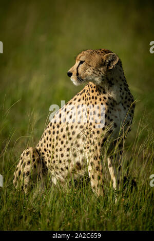 Cheetah sitzt drehen Kopf im hohen Gras Stockfoto