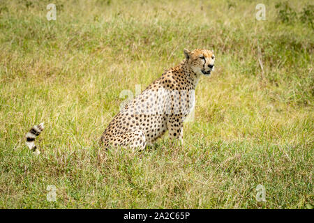 Cheetah sitzt drehen Kopf im langen Gras Stockfoto