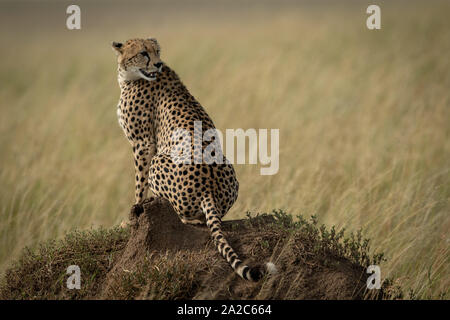 Cheetah sitzen auf termite Damm zurück Stockfoto