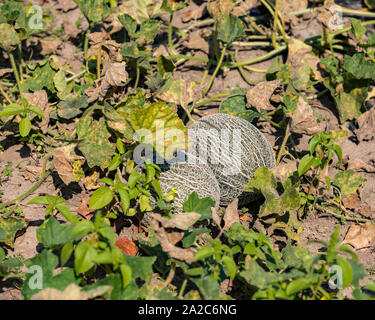 Frische organische homegrown Melone im Garten wächst. Zwei grüne Melonen Reifung auf der Rebe auf einem sonnigen Herbst Tag Stockfoto