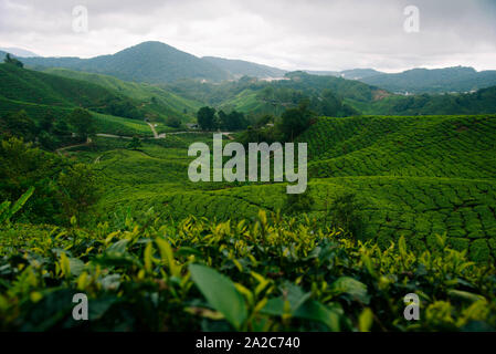 Teeplantagen in den Cameron Highlands, Malaysia. Stockfoto
