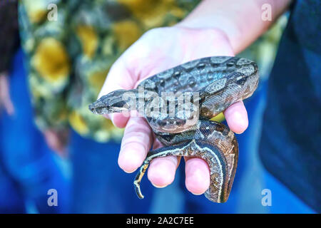 Die Schlange ist ein beliebtes Haustier in Thailand. Stockfoto