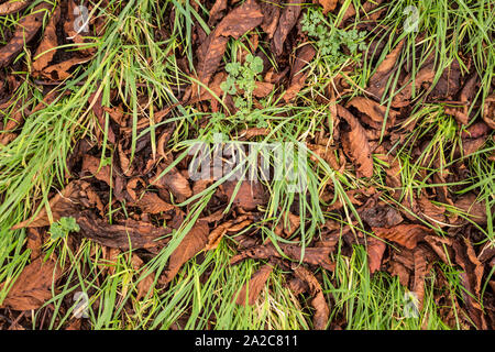 Detail der Gras mit getrockneten Blätter im Herbst Stockfoto