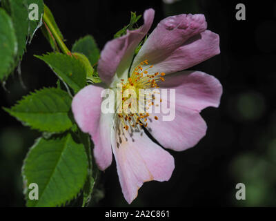 Nahaufnahme einer schönen wilden Rose Blume, Rosa Canina Stockfoto