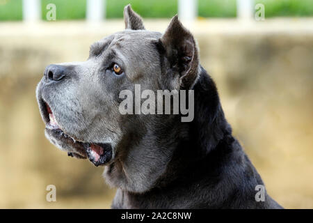 Hund Der Cane Corso Rennen der Erwachsenen in der hochmütigen Haltung Stockfoto