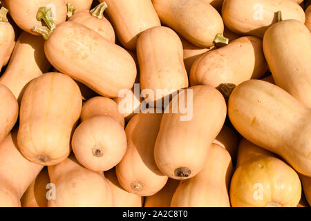 Haufen Butternut Kürbis Kürbis (Cucurbita moschata). Stockfoto