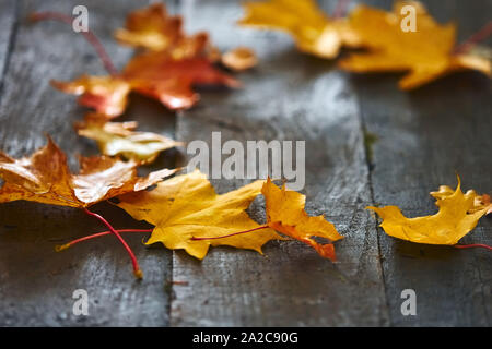 Rahmen der Herbst Ahorn Blätter in der Nähe auf einem hölzernen Hintergrund Stockfoto