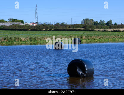 Heuballen in schwarzem Kunststoff teilweise durch Wasser in einem Bauern überschwemmten Feld abgedeckt Stockfoto