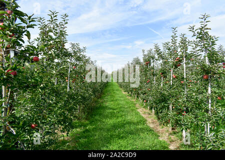 Apple Orchard voll von Rip-rote Früchte. Stockfoto