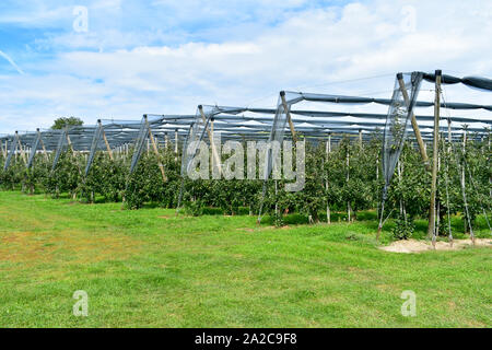 Apple Orchard voll von Rip-rote Früchte. Stockfoto