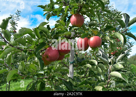 Apple Orchard voll von Rip-rote Früchte. Stockfoto