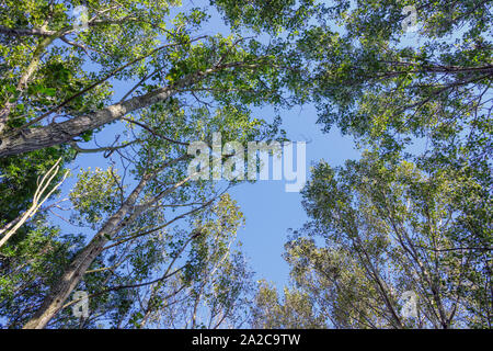 Suchen der durch einen Baum Vordach fotmed von Pappeln, gegen einen strahlend blauen Himmel Stockfoto