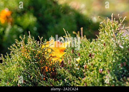 Lonely bunte maple leaf liegen auf einem Moss. Herbst Konzept. Stockfoto