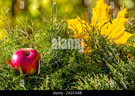 Lonely bunte Maple Leaf und red apple liegen auf einem Moss. Herbst Konzept. Stockfoto