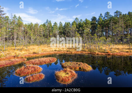 Wald See am Sumpf im Wald Stockfoto