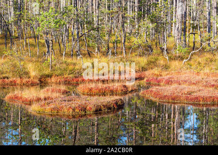 Moss, wächst auf den Inseln im See am Rande der Wälder Stockfoto