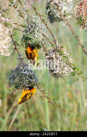 Village weaver Männchen auf einem geflochtenen Nester Stockfoto