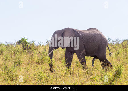 Elefanten im Gras Spaziergänge auf der Savanna Stockfoto