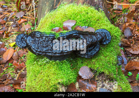 Schwarze Halterung Pilz auf grünen Moos Stockfoto