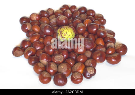 Conkers in einem Haufen mit Saatgut Fall oben, weißer Hintergrund Stockfoto