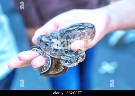 Die Schlange ist ein beliebtes Haustier in Thailand. Stockfoto