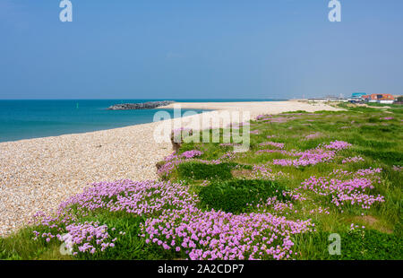 Sparsamkeit (Armeria maritima) am Strand entlang im Frühjahr in Selsey, West Sussex, England. Stockfoto