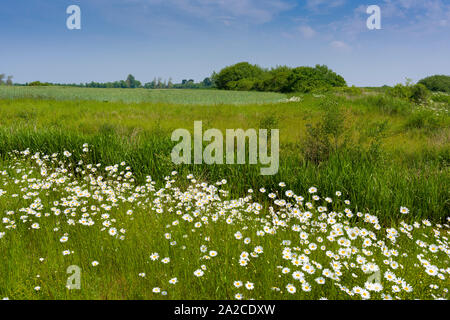 Oxeye Daisy (Leucanthemum vulgare) Blumen in Ackerland, späten Frühjahr, in West Sussex, England. Stockfoto