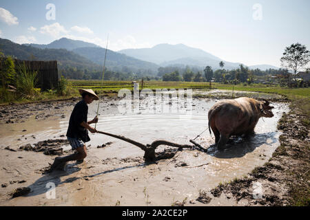 Vorbereiten der Paddy mit Rudolph Die wasserbüffel am Leben Land Bauernhof, Luang Prabang, Provinz Luang Prabang Laos, Laos, Südostasien Stockfoto