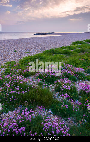 Sparsamkeit (Armeria maritima) am Strand entlang im Frühjahr in Selsey, West Sussex, England. Stockfoto