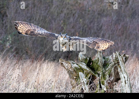 Uhu (Bubo bubo) über einer Wiese in Gloucestershire, Vereinigtes Königreich, Stockfoto