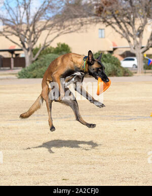 Malinois nach dem Fang eine orange Scheibe und Anlandung in einem Feld Stockfoto